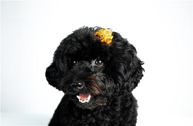 《孤岛惊魂 6：异界迷失》12 月 6 日正式发售